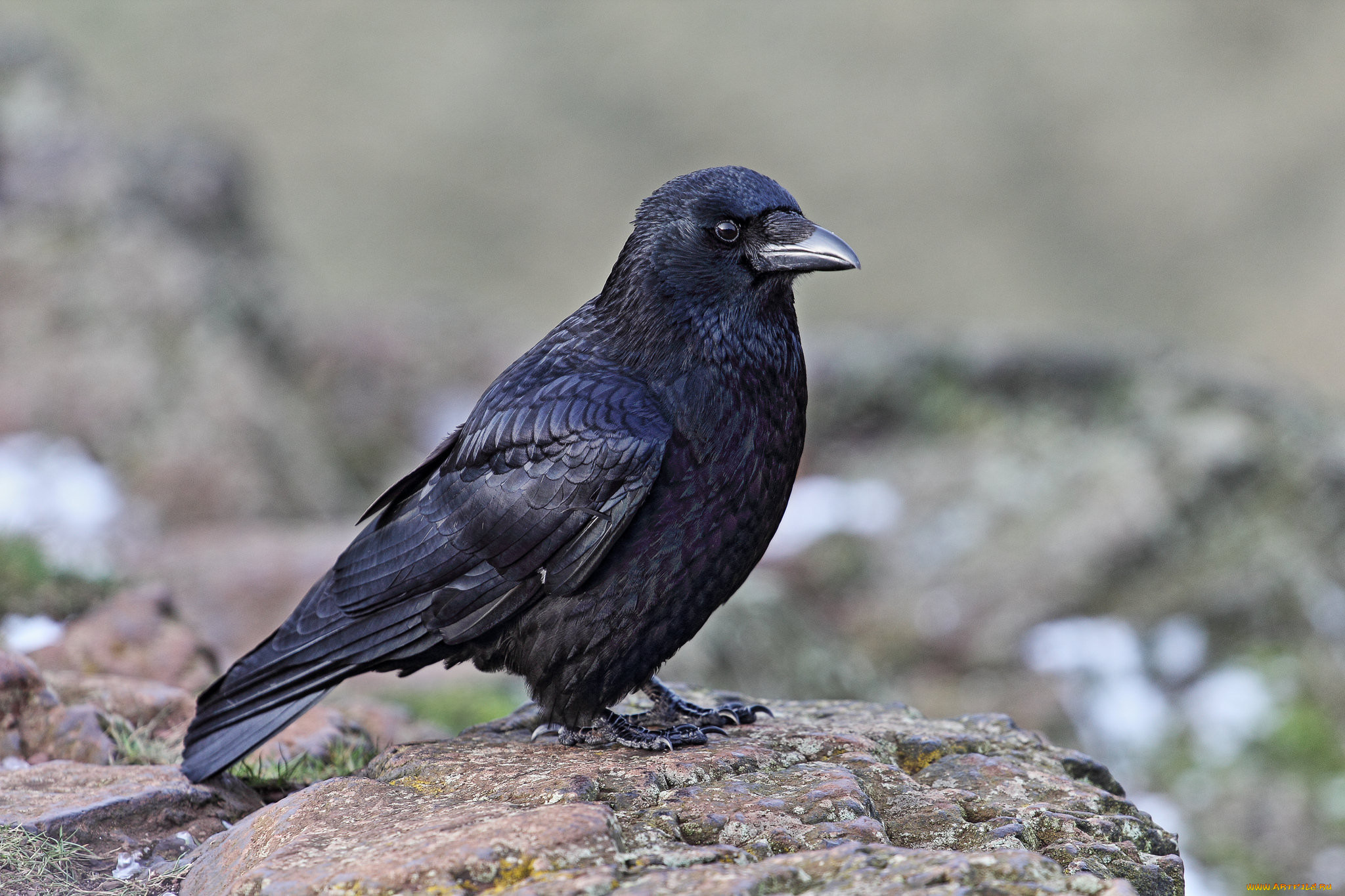 Грач ворона сорока. Ворон Грач Галка. Галка обыкновенная ‒ Corvus monedula. Ворон ворона Галка Грач. Галки скворцы Грачи.